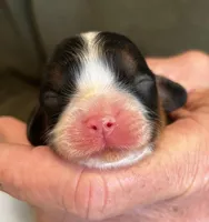 Yvette, a female Cavalier King Charles Spaniel for sale in Paulden, AZ – Photo 1 of 2