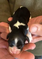 Yvette, a female Cavalier King Charles Spaniel for sale in Paulden, AZ – Photo 2 of 2