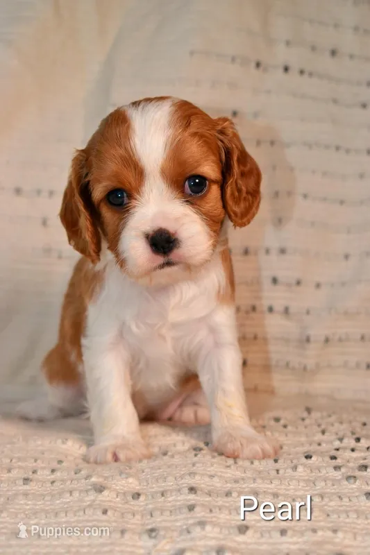Sochi and Xeno's, a  Cavalier King Charles Spaniel for sale in Paulden, AZ – Photo 1 of 3