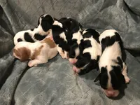 Sochi and Xeno's, a  Cavalier King Charles Spaniel for sale in Paulden, AZ – Photo 2 of 3