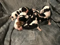 Sochi and Xeno's, a  Cavalier King Charles Spaniel for sale in Paulden, AZ – Photo 3 of 3