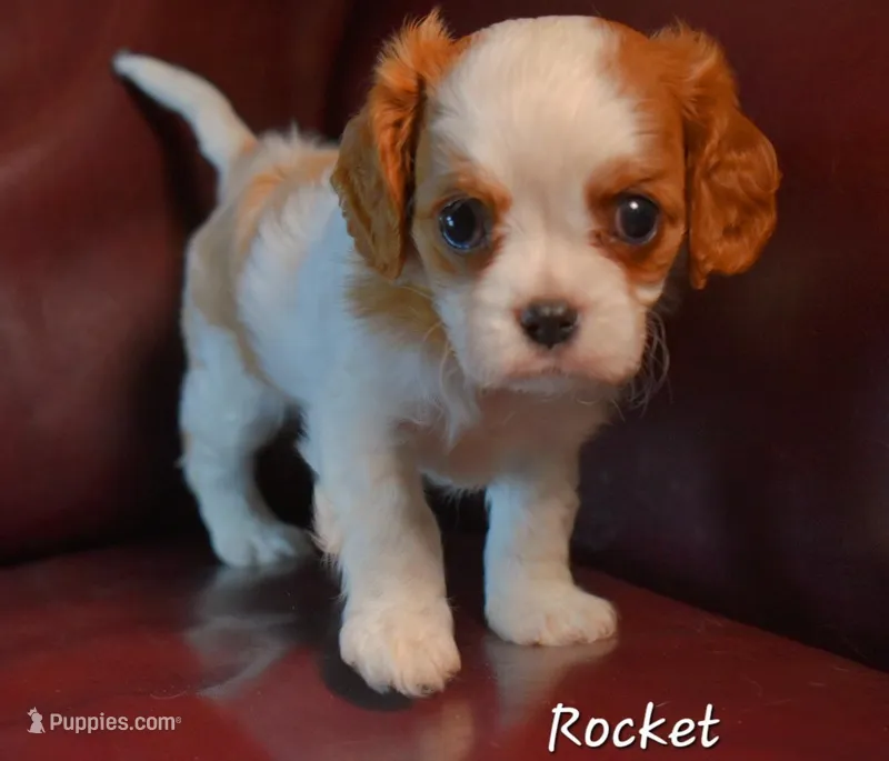 Rocket