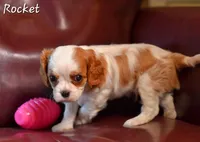 Rocket, a male Cavalier King Charles Spaniel for sale in Paulden, AZ – Photo 2 of 10