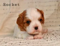 Rocket, a male Cavalier King Charles Spaniel for sale in Paulden, AZ – Photo 6 of 10