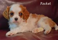 Rocket, a male Cavalier King Charles Spaniel for sale in Paulden, AZ – Photo 4 of 10