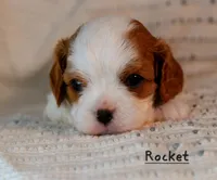 Rocket, a male Cavalier King Charles Spaniel for sale in Paulden, AZ – Photo 7 of 10