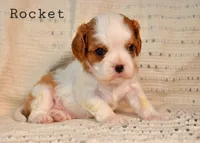 Rocket, a male Cavalier King Charles Spaniel for sale in Paulden, AZ – Photo 8 of 10