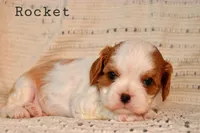 Rocket, a male Cavalier King Charles Spaniel for sale in Paulden, AZ – Photo 5 of 10