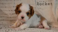 Rocket, a male Cavalier King Charles Spaniel for sale in Paulden, AZ – Photo 10 of 10