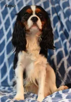 Twix's litter, a  Cavalier King Charles Spaniel for sale in Paulden, AZ – 2 of 2