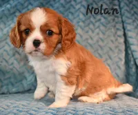 Nolan, a male Cavalier King Charles Spaniel for sale in Paulden, AZ – Photo 4 of 5