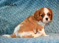 Nolan, a male Cavalier King Charles Spaniel for sale in Paulden, AZ – Photo 5 of 5