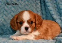Nolan, a male Cavalier King Charles Spaniel for sale in Paulden, AZ – Photo 2 of 5