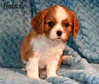 Nolan, a male Cavalier King Charles Spaniel for sale in Paulden, AZ – Photo 1 of 5