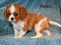 Nolan, a male Cavalier King Charles Spaniel for sale in Paulden, AZ – Photo 3 of 5