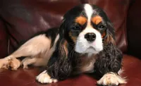 Leo, a male Cavalier King Charles Spaniel for sale in Paulden, AZ – 5 of 5