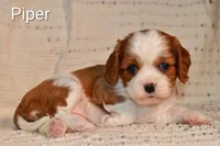 Piper, a female Cavalier King Charles Spaniel for sale in Paulden, AZ – Photo 5 of 5