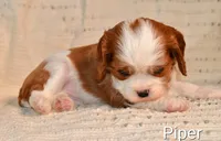 Piper, a female Cavalier King Charles Spaniel for sale in Paulden, AZ – Photo 3 of 5