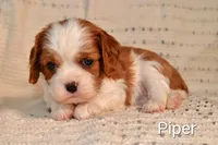 Piper, a female Cavalier King Charles Spaniel for sale in Paulden, AZ – Photo 4 of 5