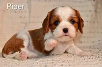 Piper, a female Cavalier King Charles Spaniel for sale in Paulden, AZ – Photo 2 of 5