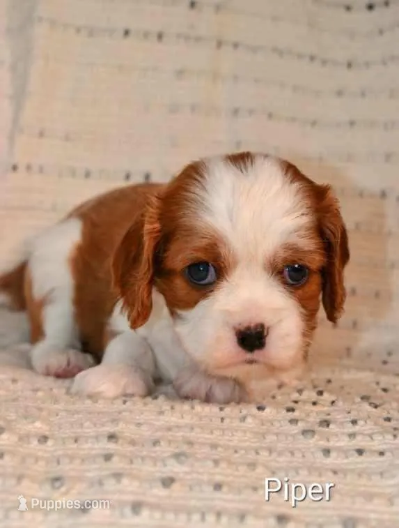 Piper, a female Cavalier King Charles Spaniel for sale in Paulden, AZ – Photo 1 of 5