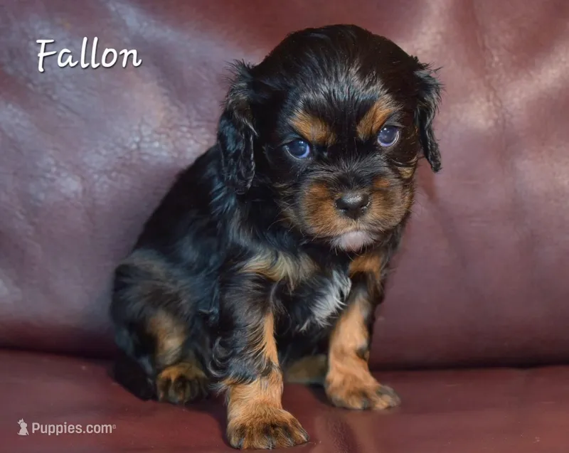 Fallon, a female Cavalier King Charles Spaniel for sale in Paulden, AZ – Photo 1 of 4
