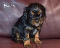 Fallon, a female Cavalier King Charles Spaniel for sale in Paulden, AZ – Photo 1 of 4
