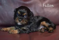 Fallon, a female Cavalier King Charles Spaniel for sale in Paulden, AZ – Photo 4 of 4