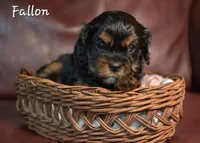 Fallon, a female Cavalier King Charles Spaniel for sale in Paulden, AZ – Photo 3 of 4