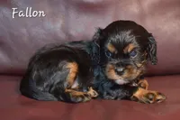 Fallon, a female Cavalier King Charles Spaniel for sale in Paulden, AZ – Photo 2 of 4