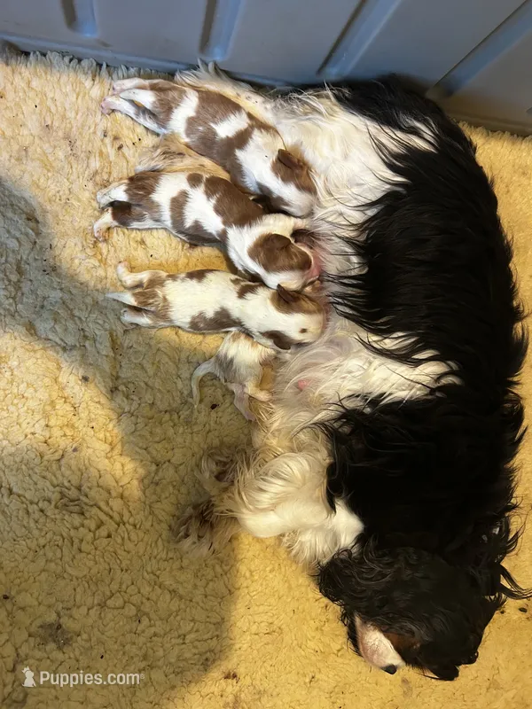 Luke – Cavalier King Charles Spaniel puppy for sale in Paulden, AZ