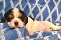 Keelee, a female Cavalier King Charles Spaniel for sale in Paulden, AZ – Photo 2 of 9