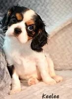 Keelee, a female Cavalier King Charles Spaniel for sale in Paulden, AZ – Photo 4 of 9