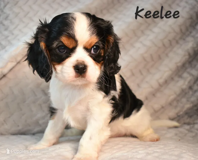 Keelee, a female Cavalier King Charles Spaniel for sale in Paulden, AZ – Photo 1 of 9