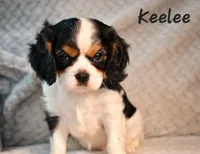 Keelee, a female Cavalier King Charles Spaniel for sale in Paulden, AZ – Photo 3 of 9