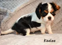 Keelee, a female Cavalier King Charles Spaniel for sale in Paulden, AZ – Photo 5 of 9