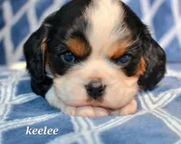 Keelee, a female Cavalier King Charles Spaniel for sale in Paulden, AZ – Photo 6 of 9