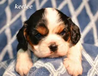 Keelee, a female Cavalier King Charles Spaniel for sale in Paulden, AZ – Photo 9 of 9
