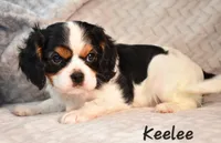 Keelee, a female Cavalier King Charles Spaniel for sale in Paulden, AZ – Photo 7 of 9