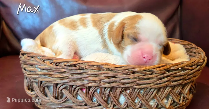 Max – Cavalier King Charles Spaniel puppy for sale in Paulden, AZ