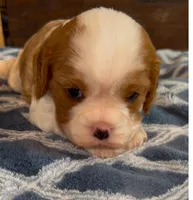 Vanilla, a female Cavalier King Charles Spaniel for sale in Paulden, AZ – Photo 6 of 9