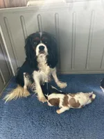 Vanilla, a female Cavalier King Charles Spaniel for sale in Paulden, AZ – Photo 8 of 9