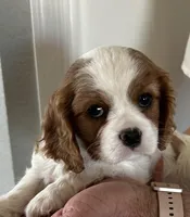 Vanilla, a female Cavalier King Charles Spaniel for sale in Paulden, AZ – Photo 1 of 9