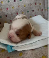 Vanilla, a female Cavalier King Charles Spaniel for sale in Paulden, AZ – Photo 4 of 9