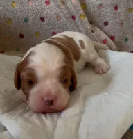 Vanilla, a female Cavalier King Charles Spaniel for sale in Paulden, AZ – Photo 5 of 9