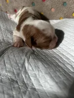 Vanilla, a female Cavalier King Charles Spaniel for sale in Paulden, AZ – Photo 3 of 9