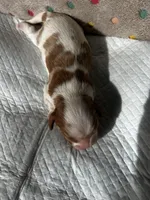 Vanilla, a female Cavalier King Charles Spaniel for sale in Paulden, AZ – Photo 2 of 9