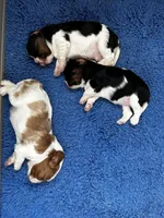 Vanilla, a female Cavalier King Charles Spaniel for sale in Paulden, AZ – Photo 9 of 9