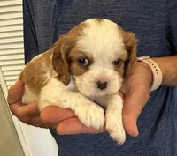 Landry , a male Cavalier King Charles Spaniel for sale in Paulden, AZ – 3 of 4