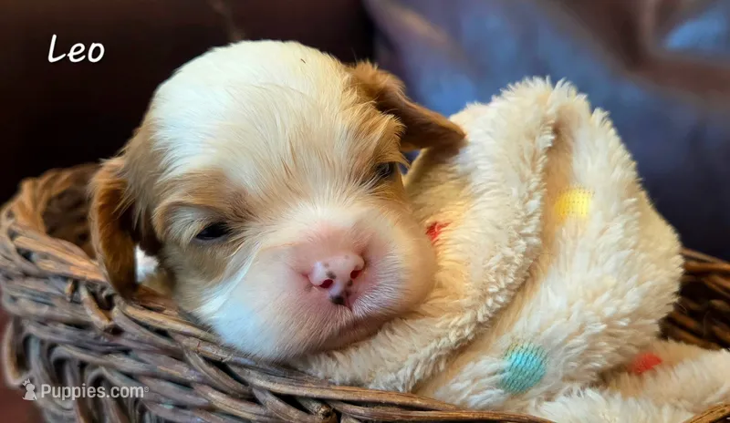 Leo – Cavalier King Charles Spaniel puppy for sale in Paulden, AZ